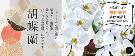 胡蝶蘭特集