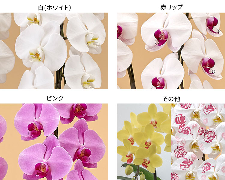 色別にみる胡蝶蘭