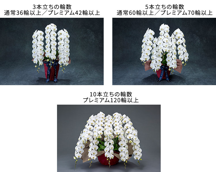 輪数の違い