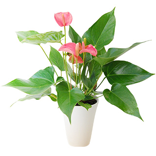 観葉植物・花鉢・その他