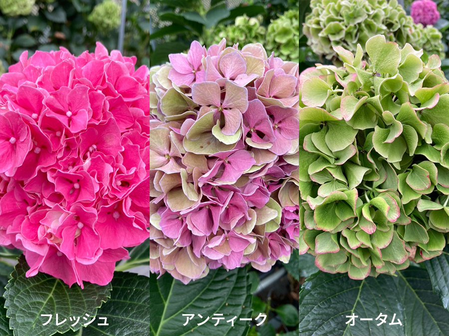 知られざるアジサイの魅力とは