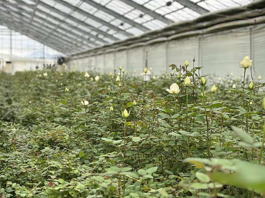 「健康的な花づくり」の徹底