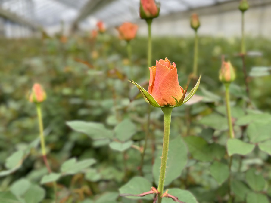 元気に育つには理由がある