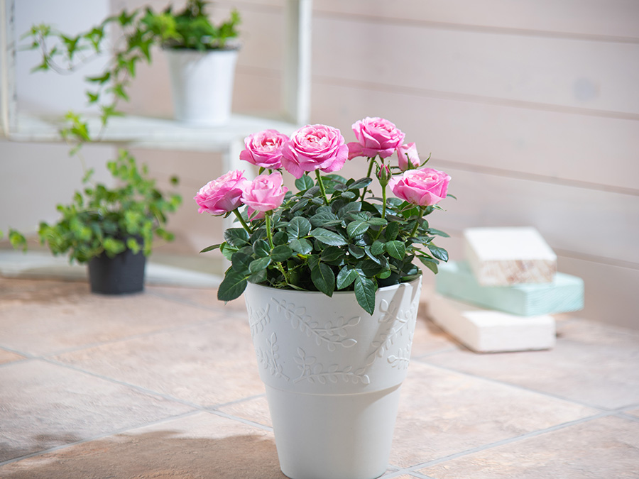 「ミニバラ」はどんな花？