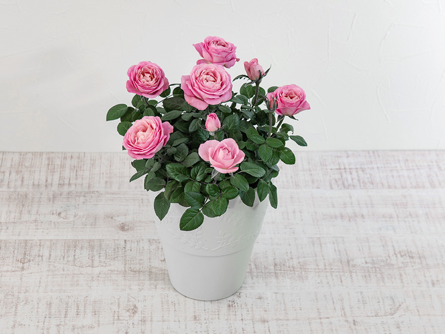 植木鉢のなかの“進化したバラ園”