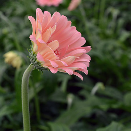 ガーベラの基礎知識