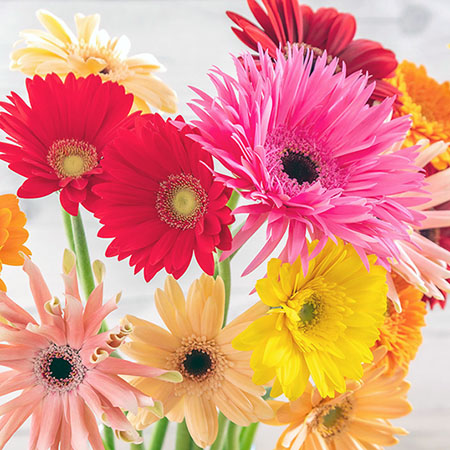 4月18日はガーベラの日