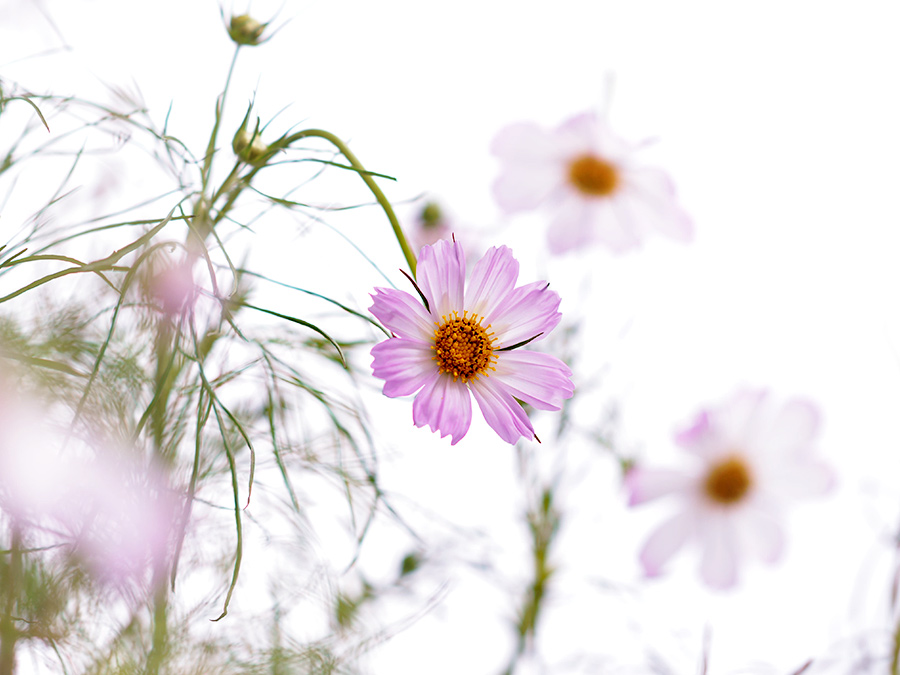宇宙に通ずる美しさを持つ花「コスモス」