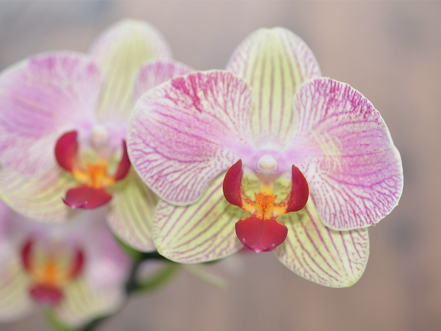 優雅な花姿を長く楽しめる「コチョウラン」