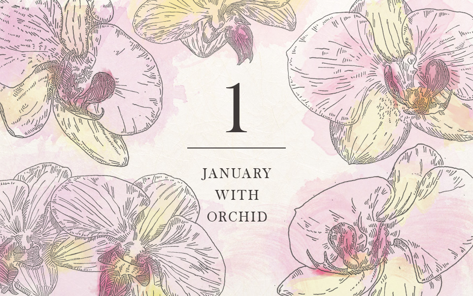 自宅で楽しむコラム「FLOWER STORY」睦月を「コチョウラン」で楽しむ|フラワーギフト通販