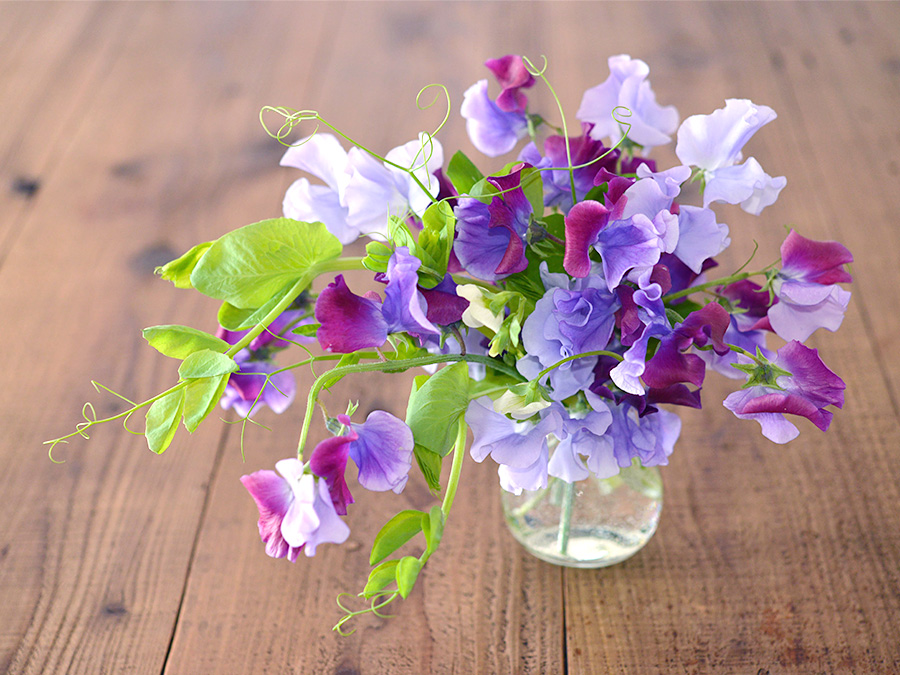 可憐な咲き姿と香りで癒す「スイートピー」