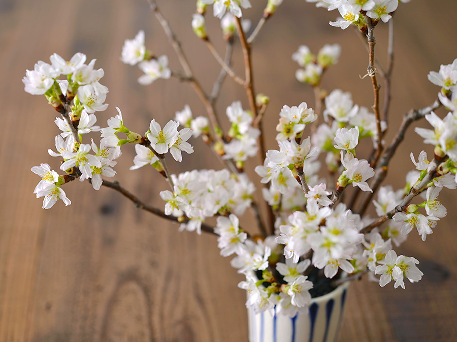 散る姿にも魅了される「桜」