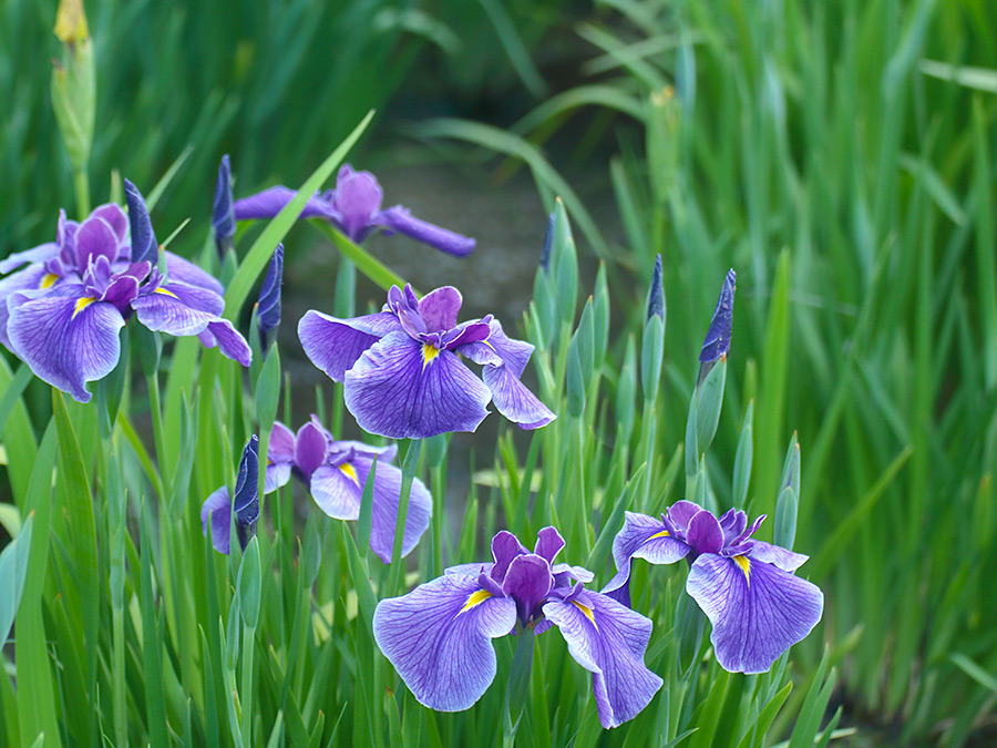 初夏の訪れを感じさせる優雅な「花菖蒲」