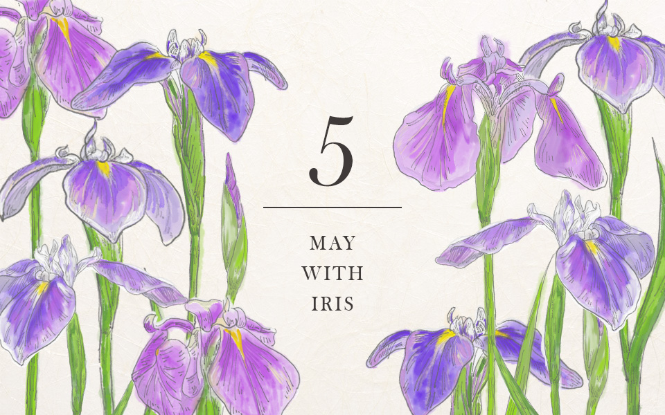 自宅で楽しむコラム「FLOWER STORY」皐月を「花菖蒲」で楽しむ|フラワーギフト通販