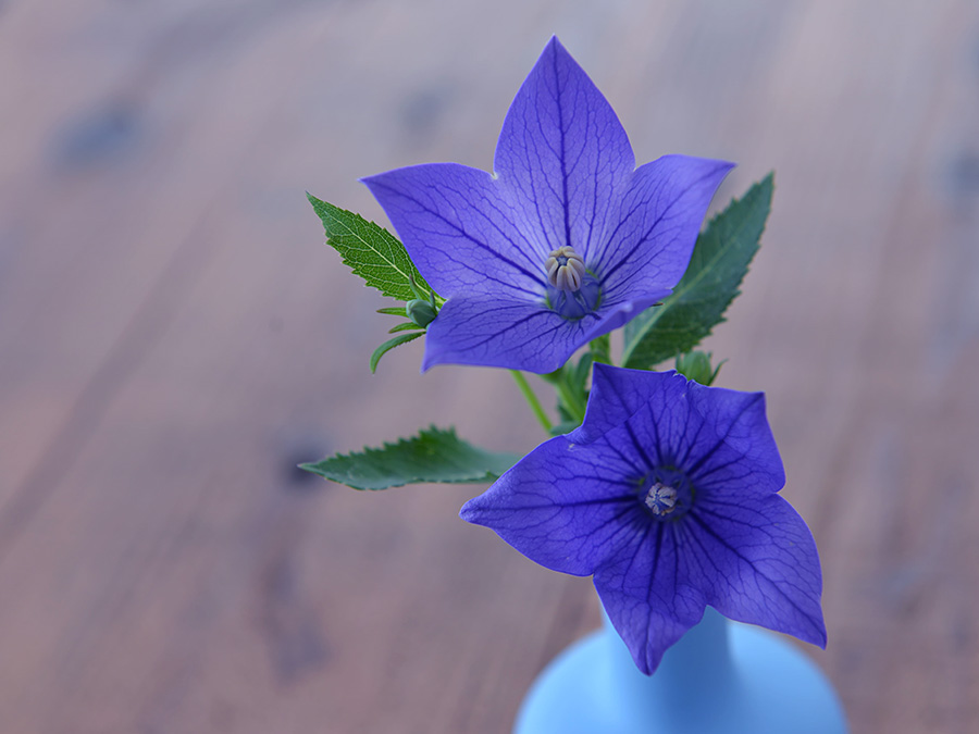 日本の歴史を彩ってきた花「桔梗」