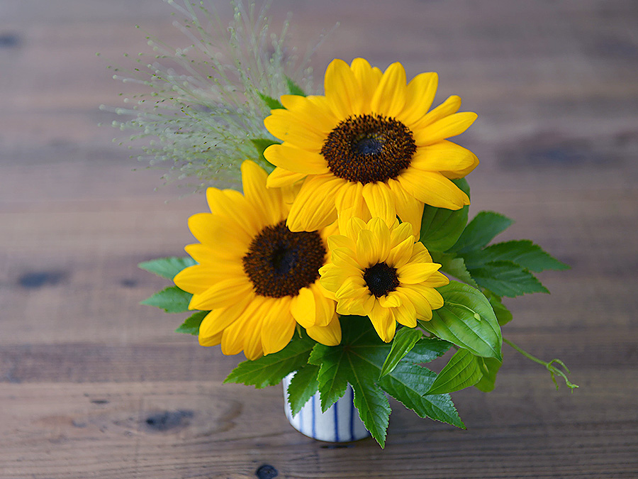 太陽のように明るく元気な「ヒマワリ」