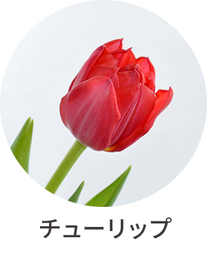 チューリップ