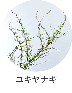ユキヤナギ