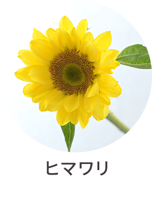 ヒマワリ