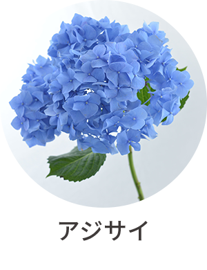 アジサイ