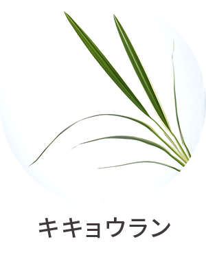 キキョウラン