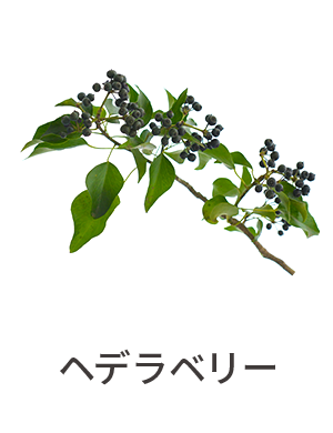 ヘデラベリー