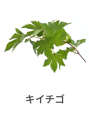 キイチゴ