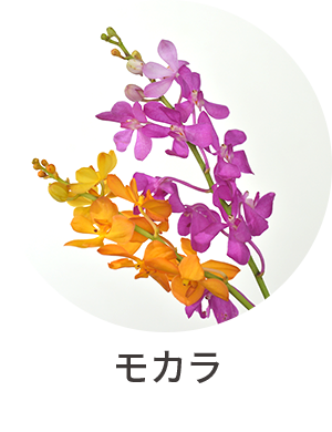モカラ