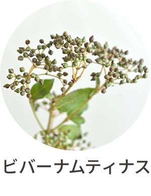 ビバーナムティナス