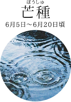 芒種（6月5日～6月20日頃）