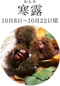 寒露(かんろ)10月8日~10月22日頃