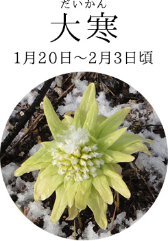大寒（1月20日～2月3日頃）