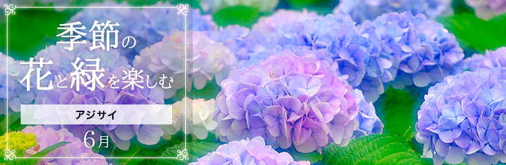 自宅で楽しむ 季節の花と緑を楽しむ 6月 アジサイ