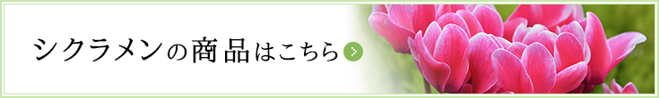 シクラメンのアイテムはこちら