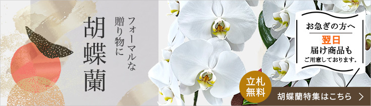 胡蝶蘭特集
