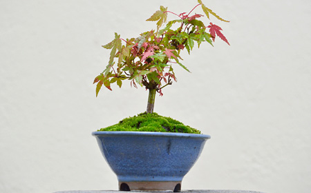 葉物盆栽（はものぼんさい）