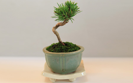 松の小さな盆栽