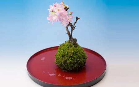 ちいさな桜の盆栽