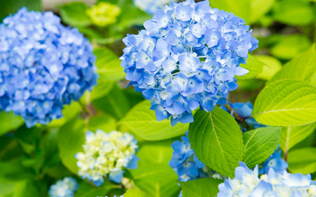 紫陽花（あじさい）