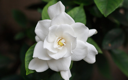 梔子（くちなし）の花