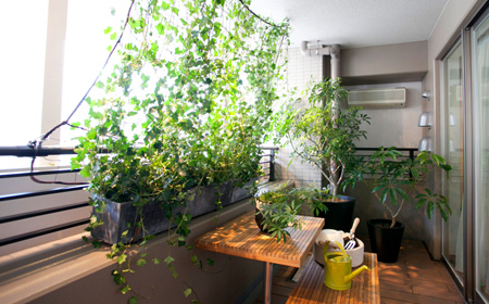 家庭のベランダにあるビオトープ