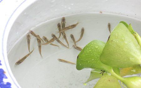 メダカが泳ぐ睡蓮鉢ビオトープ