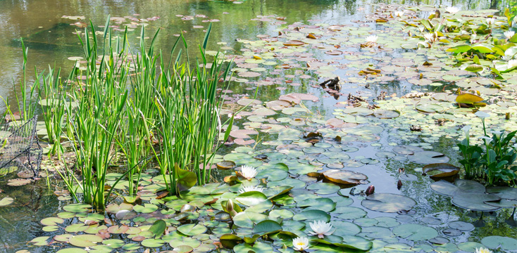 ビオトープとは？メダカが泳ぐ睡蓮鉢ビオトープの作り方