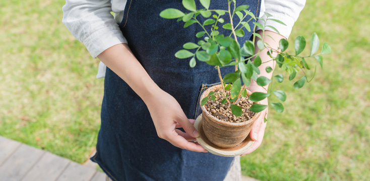 園芸初心者におすすめの種から育てる花と種まきの時期や方法