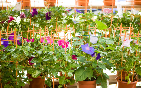 入谷の朝顔まつり