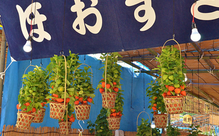 浅草寺ほおずき市