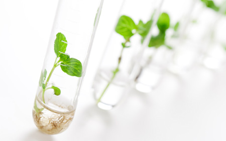 試験管のなかにある小さなハーブ