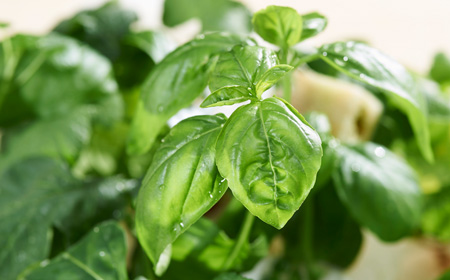 バジルの葉