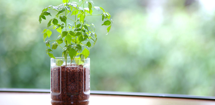 ハーブやバジルをキッチンで♪水耕栽培を自作ペットボトルで楽しむ方法