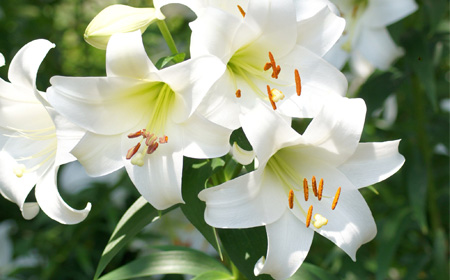 ジューンブライドにぴったりのユリの花